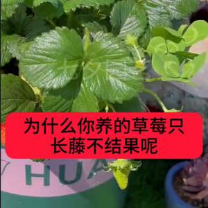 草莓长藤怎么处理种植(草莓只长藤不结果怎么回事  草莓盆栽家里怎么养#草莓种植)