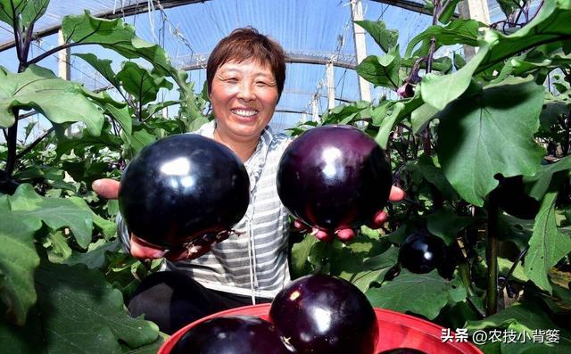 茄子有哪些种植技巧？怎样管理才能更高产？如何才能种出好茄子？