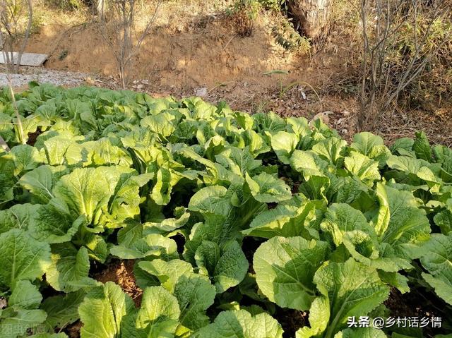 移栽白菜和萝卜须记住，定苗水和缓苗水不可缺，浇不好很难缓苗