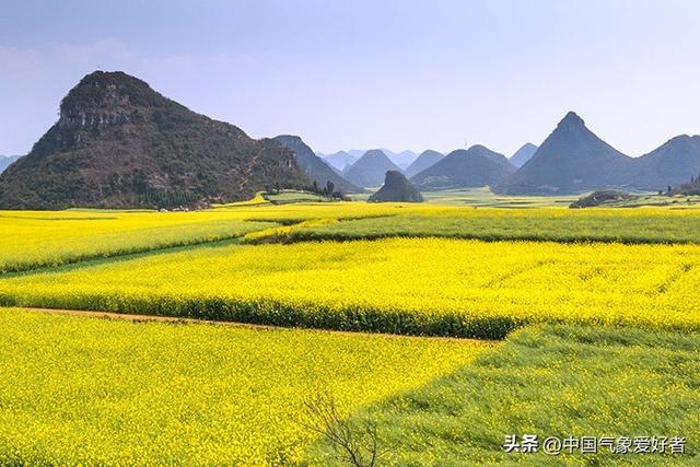 南方多地油菜花盛开，今年气候要提前了？分析：气候趋势无疑确定