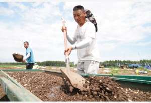 中药材种植市场(让“北药”支棱起来：中药材市场筹谋第五极，俄产中药将大增)