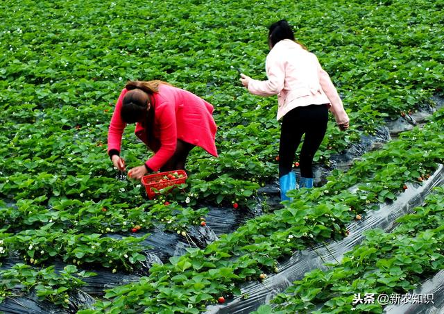 草莓露地种植，栽培的时候，可要这样去管理