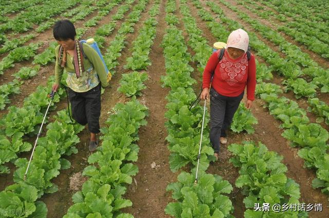 今年大白菜长得好，多亏了这三个方法，收藏起来以后试一试