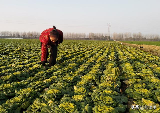 第一次种了230亩白菜，农妇却不知道怎么卖，谁能伸出援手？