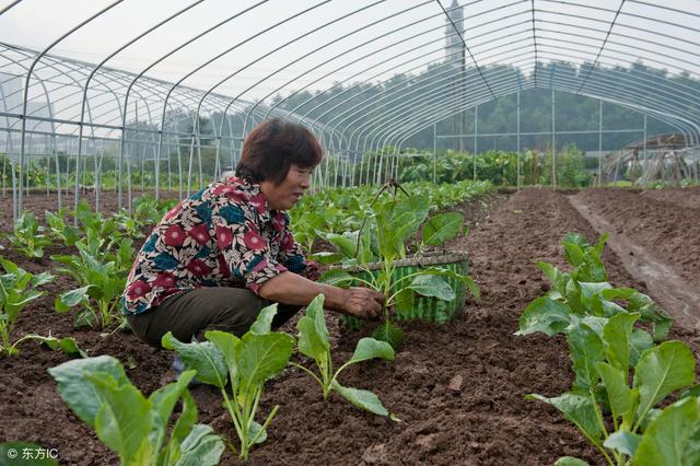 蔬菜种植时间表（收藏版）