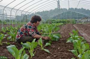 豌豆苗的种植时间(蔬菜种植时间表（收藏版）)