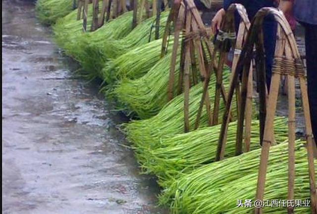 鱼塘水蕹菜浮床栽培技术