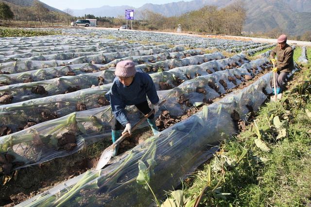 红薯品种及种植要领