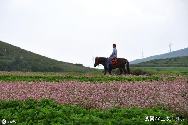 今年想种小杂粮？10多种杂粮种植时间大汇总，快来收藏！