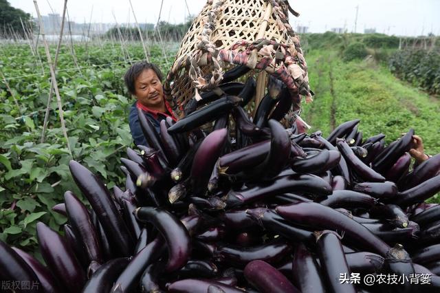 茄子有哪些种植技巧？怎样管理才能更高产？如何才能种出好茄子？