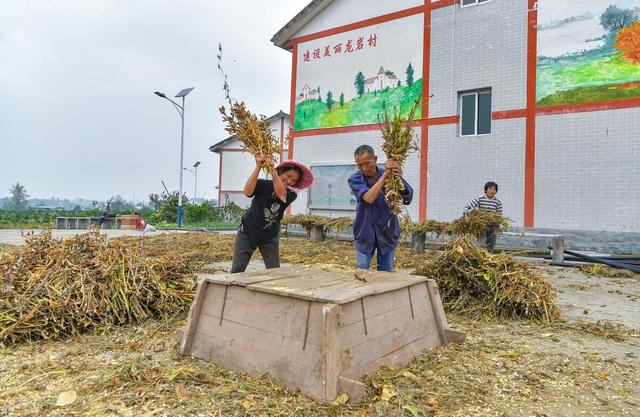 夏播大豆种植技术，方法其实很简单，偏偏很多人犯错误