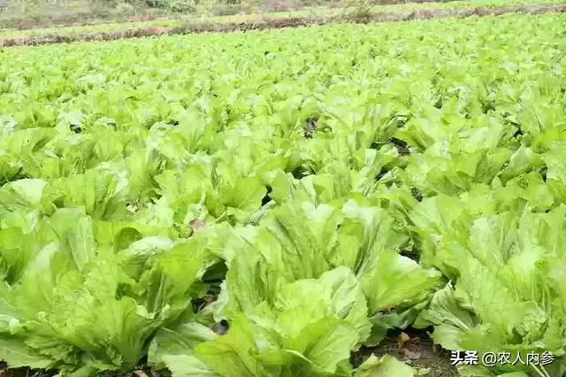 芥菜播种时间及高产种植技术要点