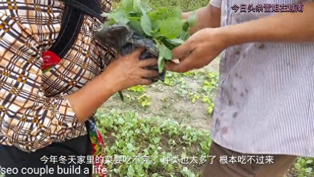 28岁聪和40岁妻子挖菜苗地里栽，为了多赚钱冒雨又种豆...