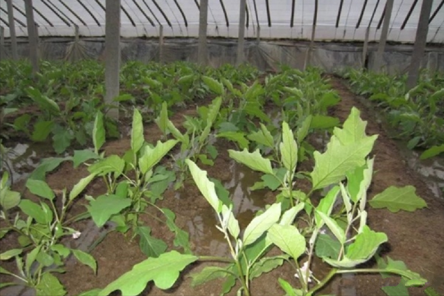 温室大棚蔬菜种植，夏季高温多雨病害多，雨后要及时防“三烂”