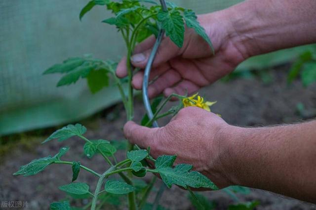 种植番茄这样整枝打杈去管理，长势壮、结果多、个头大、产量高