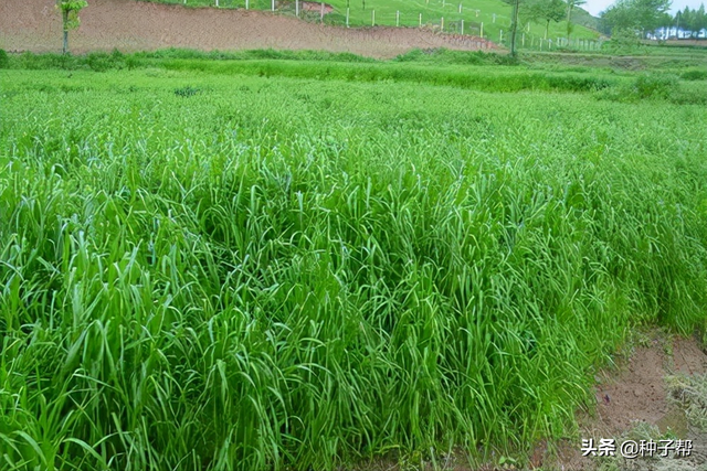 一年生四倍体黑麦草，具体种植时间和收割次数？种植技术介绍