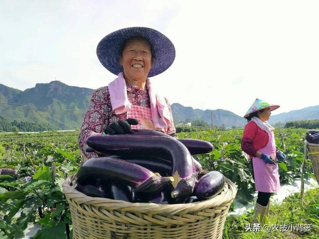 茄子有哪些种植技巧？怎样管理才能更高产？如何才能种出好茄子？