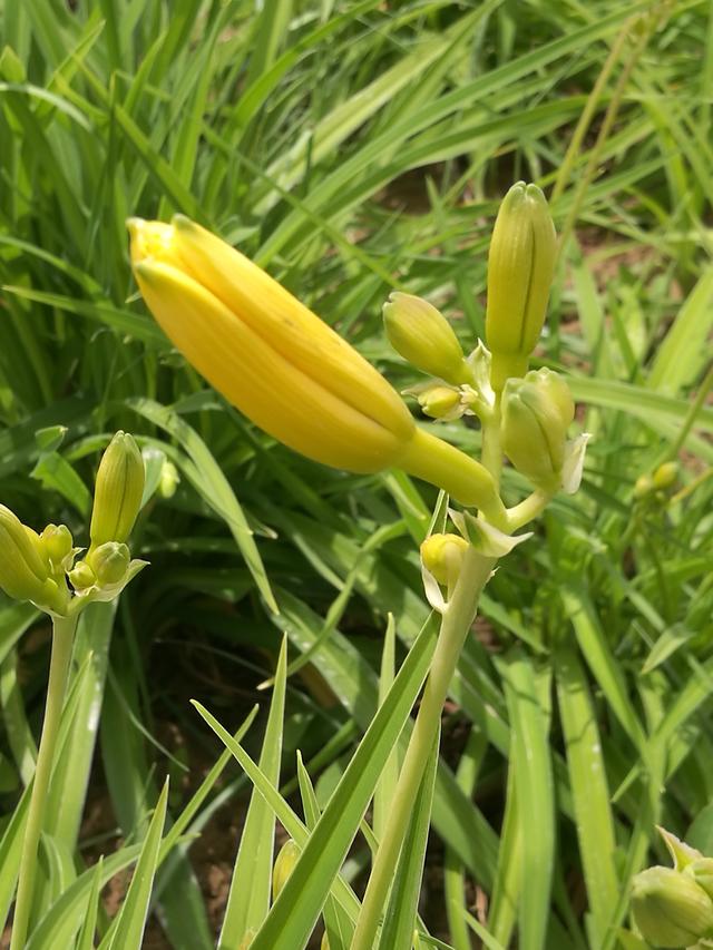 白银园林花卉一一金娃娃萱草