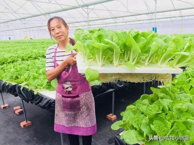 蔬菜水培并不难，掌握种植技巧很简单：如何才能种好水培蔬菜？