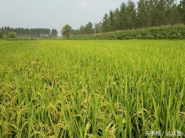 旱稻前景好，适合哪些地方种植？高产种植需掌握这几个关键技术！