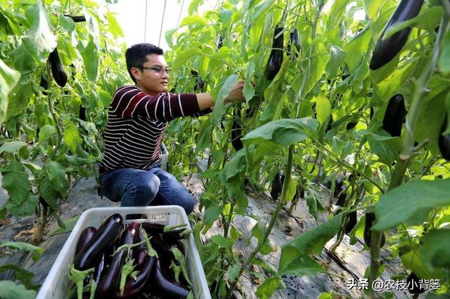 茄子有哪些种植技巧？怎样管理才能更高产？如何才能种出好茄子？