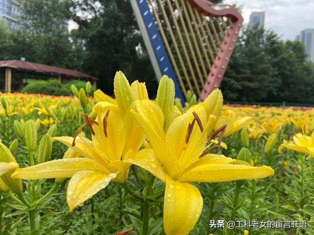 沈阳：万平百合花开，跑去占便宜，这个便宜占得对吗？