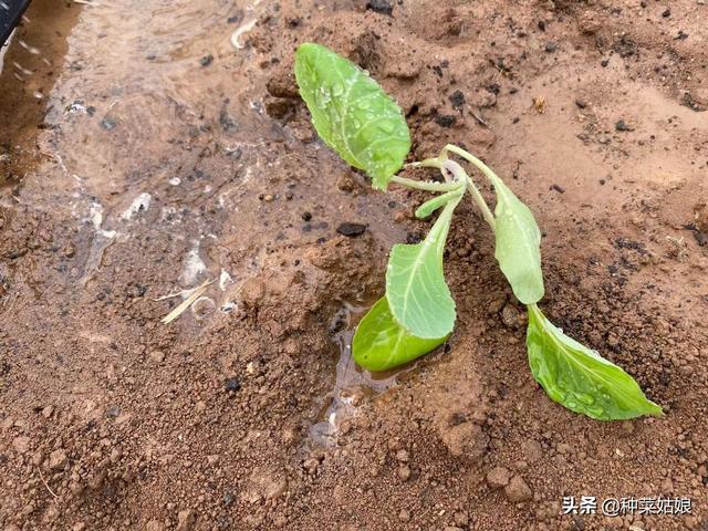 种菜正当时，老是死苗怎么办，掌握这3点，蔬菜长得棒棒哒