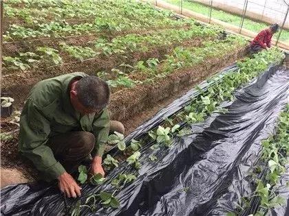 草莓管理大全！定植、缓苗、除草、肥水、补苗……12个技术分享