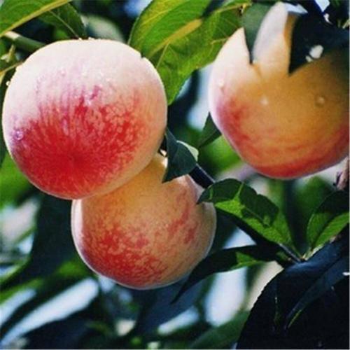 红蜜桃引种栽培技术，掌握整形修剪的重要技巧，提高红蜜桃果实率