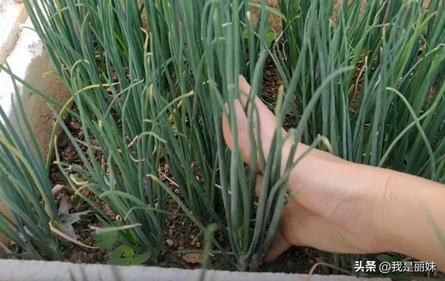 香葱别再花钱买，找个盆这样种一次，10天开始采收，太茂盛了