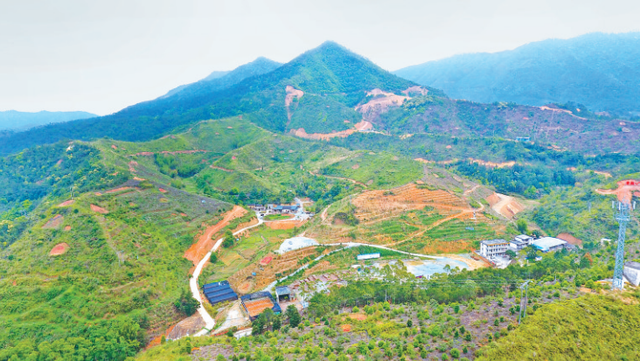 罗定加快建设广东现代特色南药试验区，南药种植面积达47.74万亩