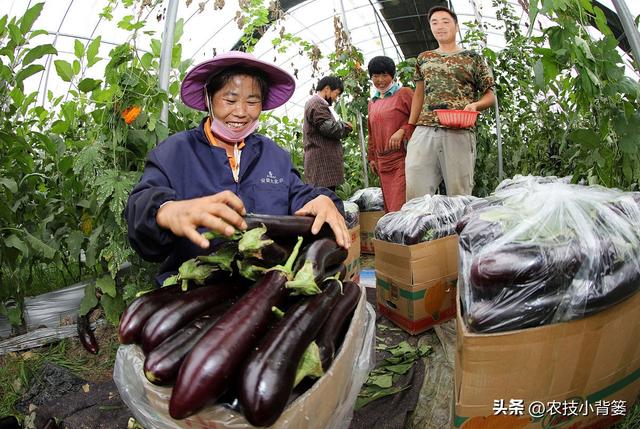 茄子有哪些种植技巧？怎样管理才能更高产？如何才能种出好茄子？