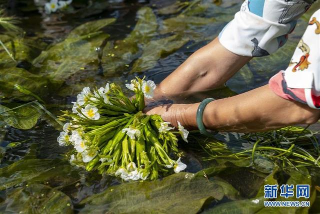 大理洱源：生态海菜助民增收