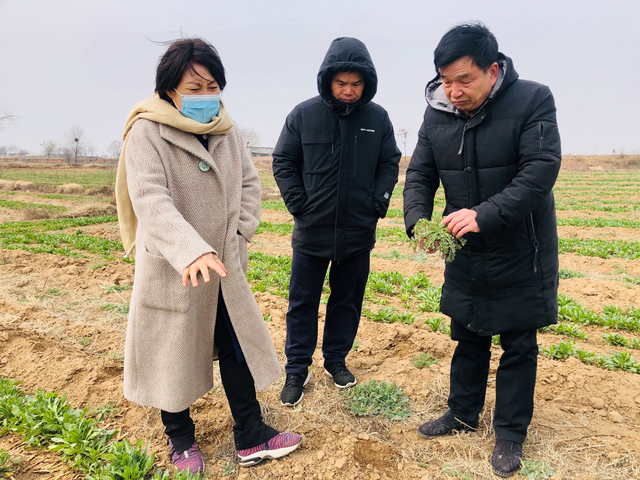 抗心脑血管病药材红花种植效益高，品种重要，科学除草也很重要