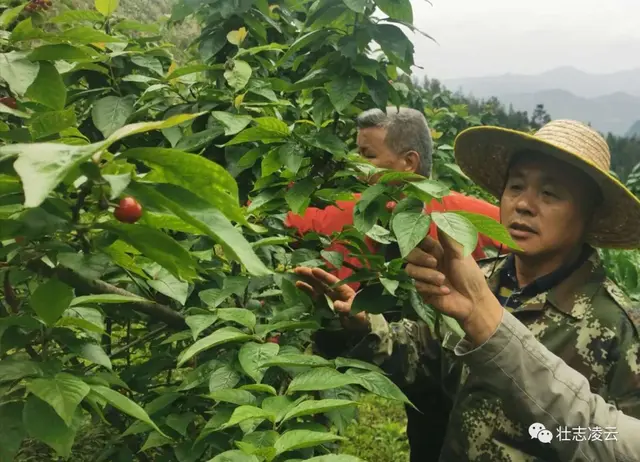 樱桃在凌云玉洪试种成功，为桂西地区首次