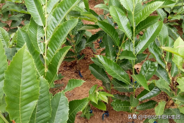 种植板栗怎么选苗子？如何种植管理？