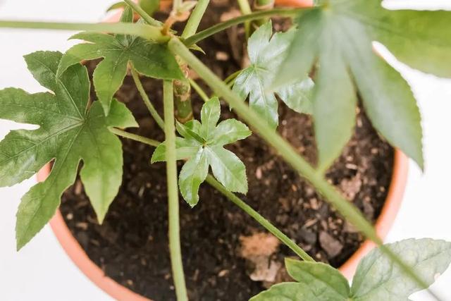 在树荫下养着仍能开花的八角金盘，养成室内观叶绿植是不错的选择