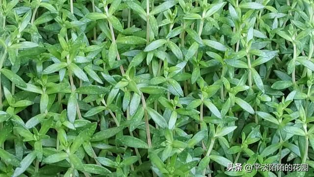 北方庭院耐阴植物推荐