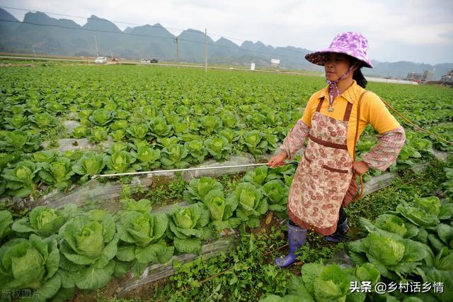 今年大白菜长得好，多亏了这三个方法，收藏起来以后试一试