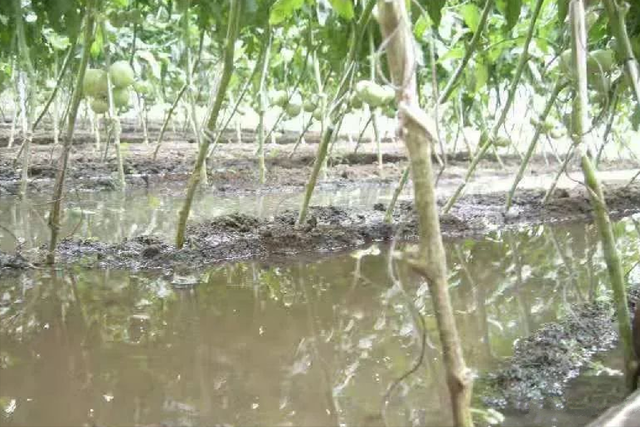 温室大棚蔬菜种植，夏季高温多雨病害多，雨后要及时防“三烂”