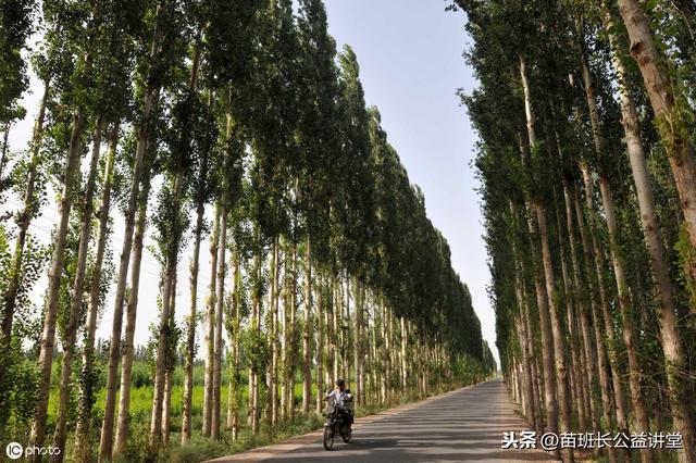 杨树的秋冬栽植技术