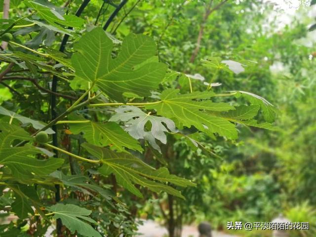 北方庭院耐阴植物推荐