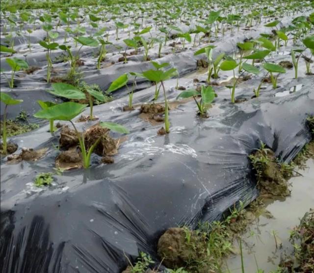 为什么别人种植的芋头既高产又优质？这些种植要点一个都不能少