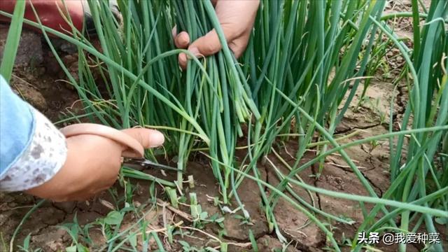 这样种小葱，小葱可以多收割茬，自己种一些随吃随摘，新鲜又方便