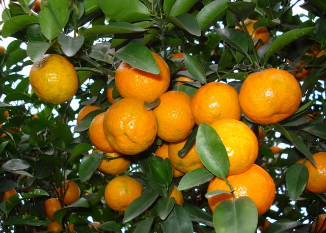 现在回农村种植10亩砂糖橘，一年能够挣多少钱？