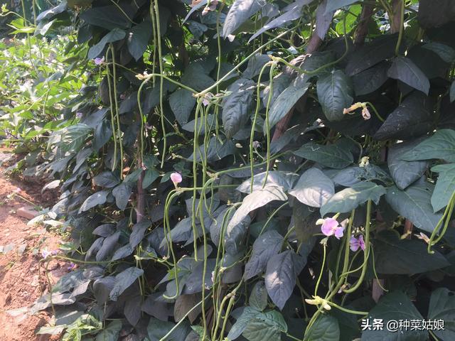 种植果菜，苗期蹲苗很重要，掌握这些方法，蔬菜长得好结果多