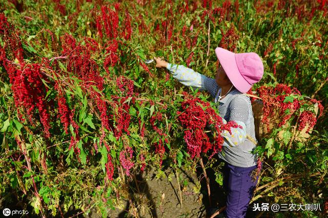 今年想种小杂粮？10多种杂粮种植时间大汇总，快来收藏！