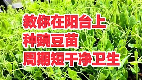 教你在阳台上种豌豆苗，生长周期短，干净卫生