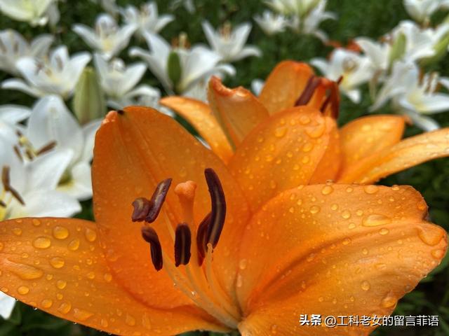 沈阳：万平百合花开，跑去占便宜，这个便宜占得对吗？