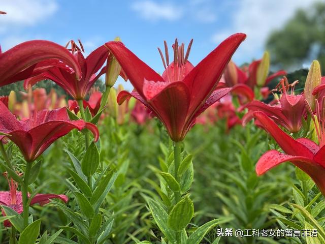 沈阳：万平百合花开，跑去占便宜，这个便宜占得对吗？